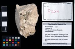 Foto (Objekt + Etikett) von Pithonoton sp.  (NHMW-GEO-2014-0194-0284)